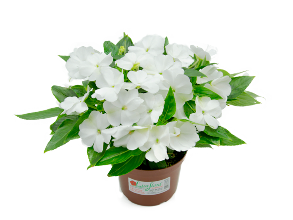 Impatiens-BRANCO.png