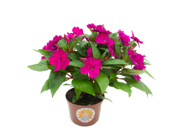 Sunpatiens-ROYAL-MAGENTA.png