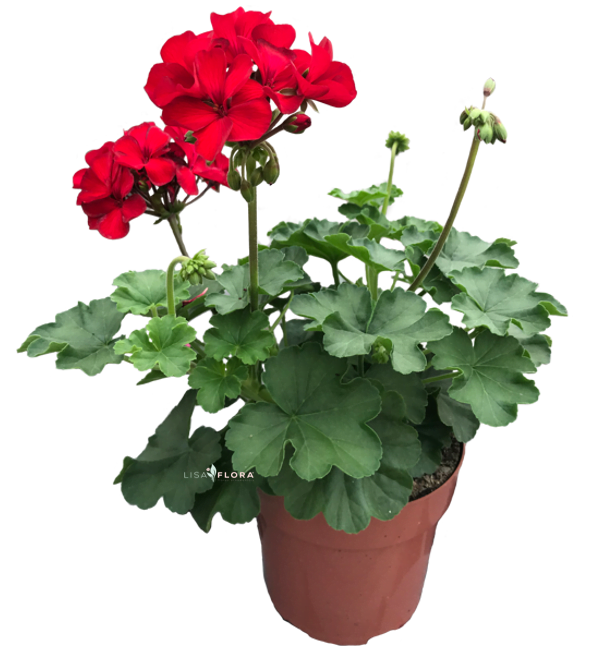 Pelargonium Dark Red