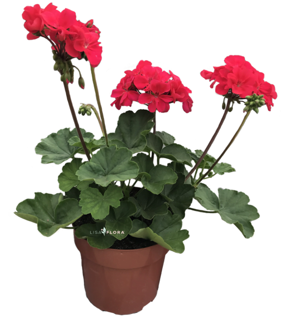 Pelargonium Punch