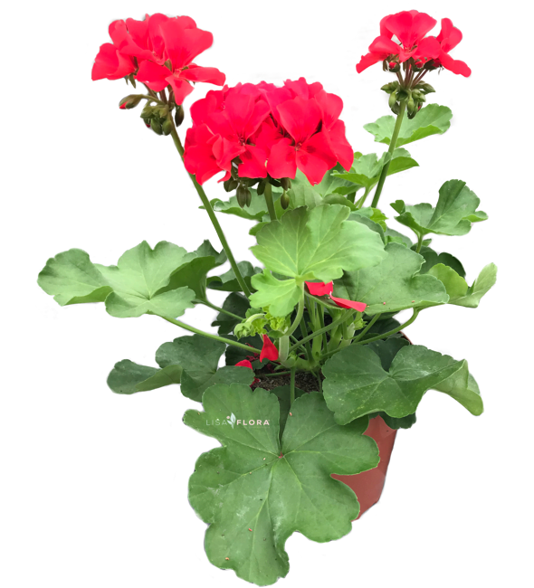 Pelargonium Salmon Claro