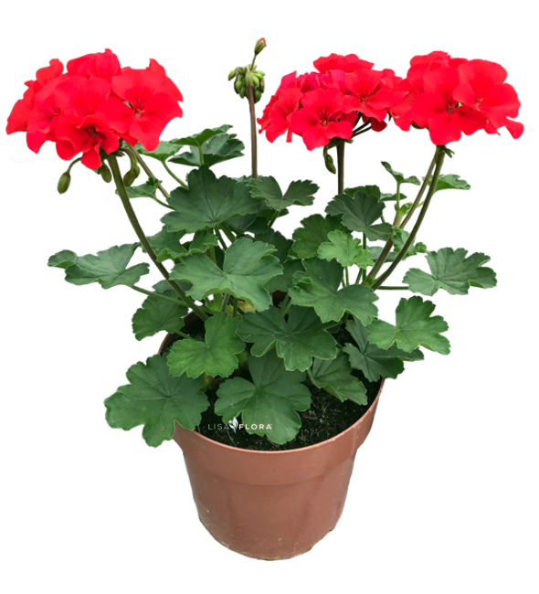 Pelargonium Wild Salmon
