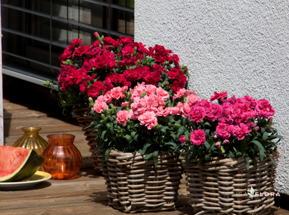 Sugestão de uso dos nossos produtos