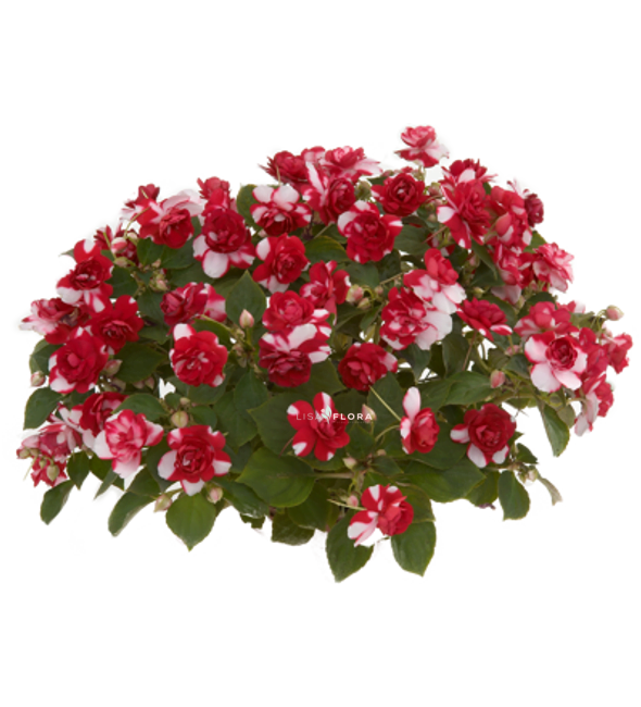 Impatiens Dobrada Dark Red