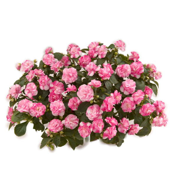 Impatiens Dobrada Bicolor Pink