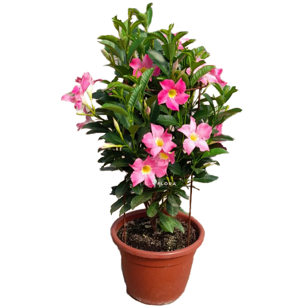 Mandevilla Eagle Eye