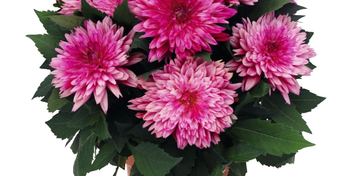 Dahlia Pink