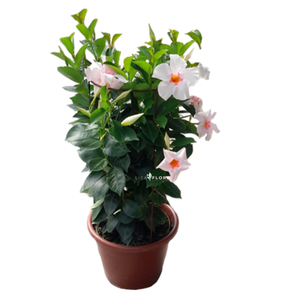 Mandevilla Pink Touch
