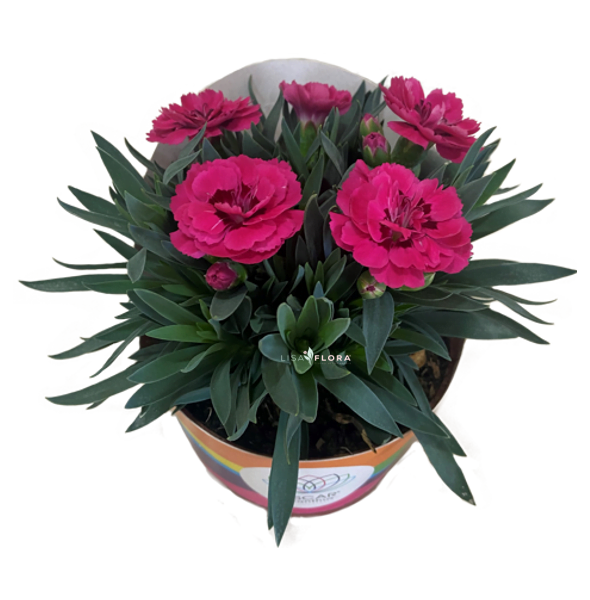Dianthus Dobrado Oscar