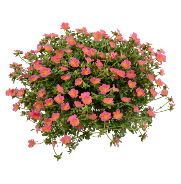 Portulaca Pink Glow