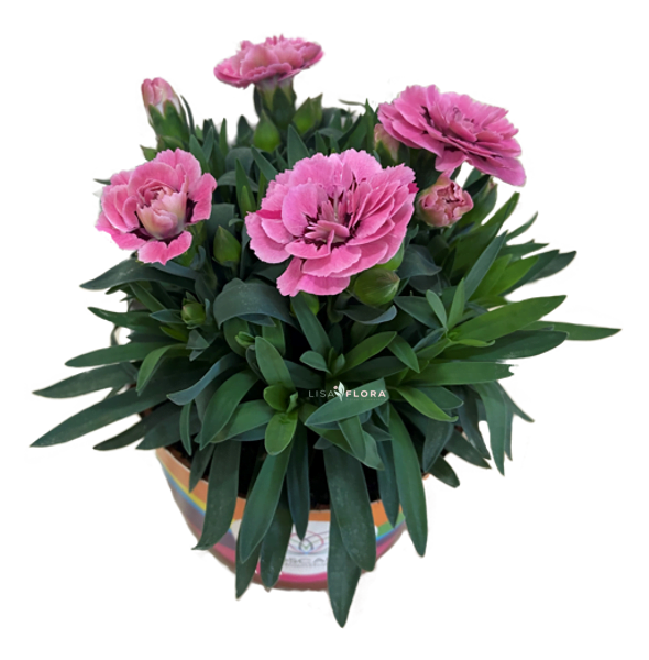 Dianthus Pink & Purple