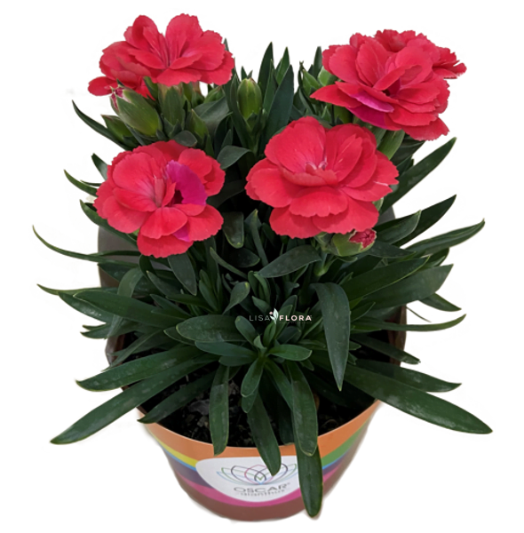 Dianthus Dobrado Red