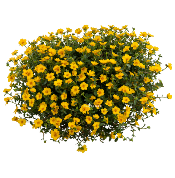 Portulaca Yellow